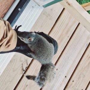 Wildlife Removal Mason County